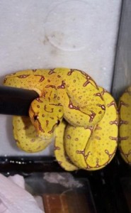 Green tree python