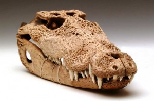 Crocodile skull